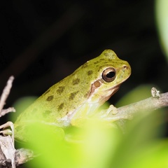 Hyla sarda
