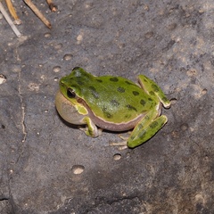 Hyla sarda