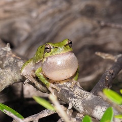 Hyla sarda