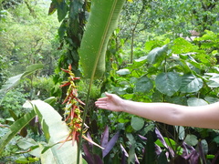 Heliconia schiedeana