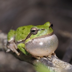 Hyla sarda