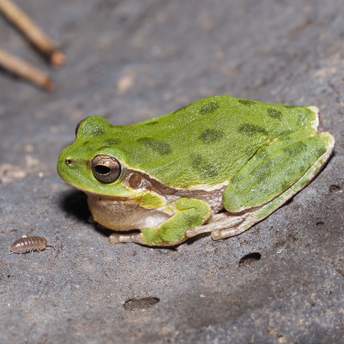 Sardinian Tree Frog, photo 4 of 10