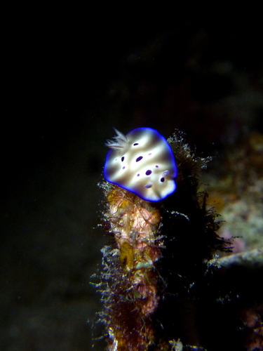 Tryon's Hypselodoris