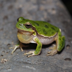 Hyla sarda