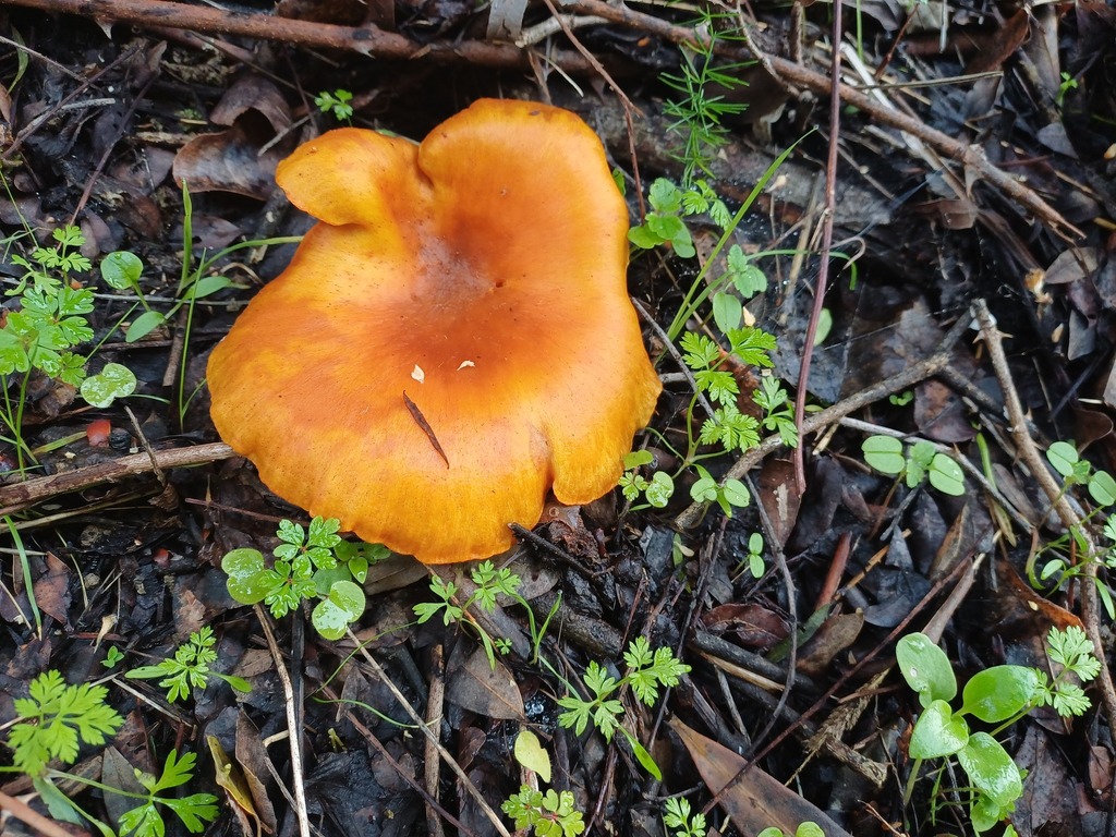 Omphalotus olearius · December 2025 · photo: © davidfbelmonte (iNaturalist, cc-by)