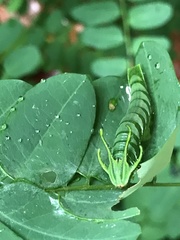 Polyura hebe