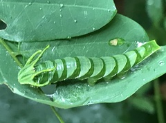 Polyura hebe