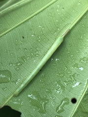 Enpinanga borneensis