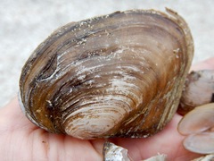 Anodonta nuttalliana