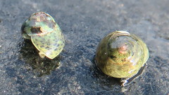 Micrelenchus tessellatus