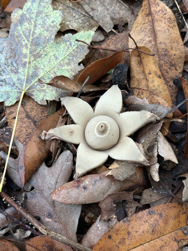 iNaturalist observation photo of rounded earthstar
