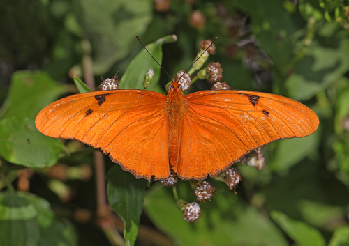 Julia butterfly