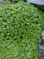 Veronica anagallis-aquatica