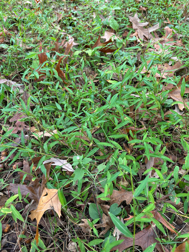 iNaturalist observation photo of Japanese stiltgrass