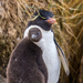 Western Rockhopper Penguin - Photo (c) David Cook, some rights reserved (CC BY-NC)
