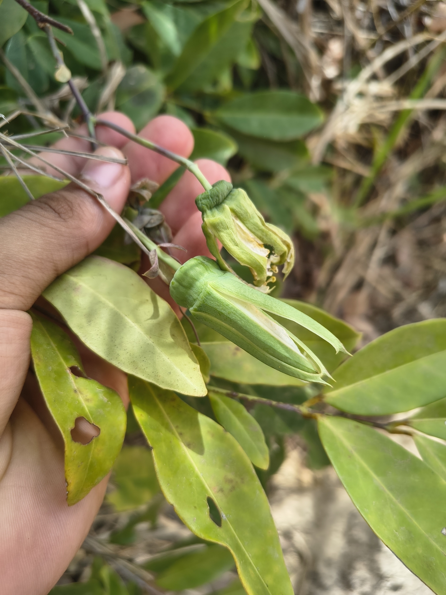 Passiflora silvestris