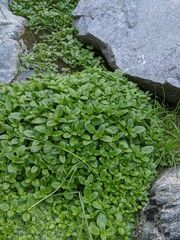 Veronica anagallis-aquatica