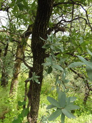 Quercus oblongifolia