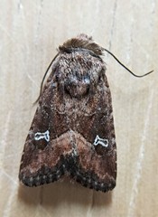 Lacinipolia stricta