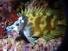 Siganus vulpinus