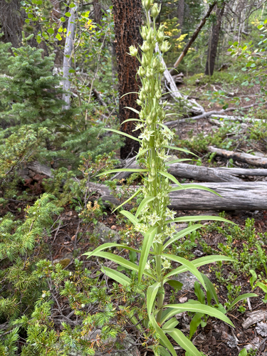 iNaturalist observation photo of monument plant