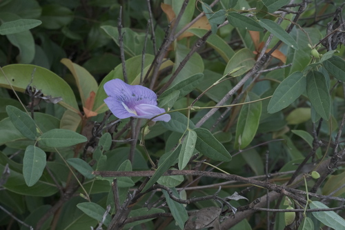 Centrosema brasilianum, photograph 6