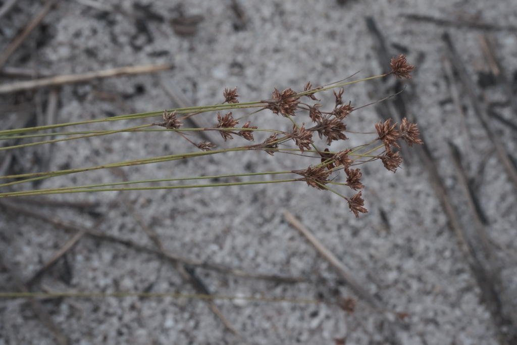 Caribbean hairsedge (Bulbostylis junciformis)