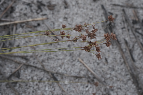 Caribbean hairsedge (Bulbostylis junciformis)