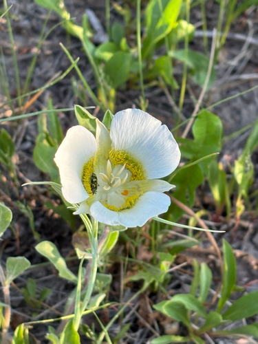 iNaturalist observation photo of Gunnison's Mariposa Lily
