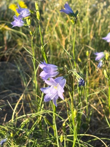 iNaturalist observation photo of western harebell