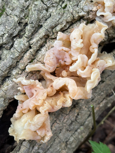 iNaturalist observation photo of white jelly fungus