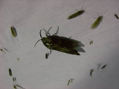 Prionoxystus robiniae