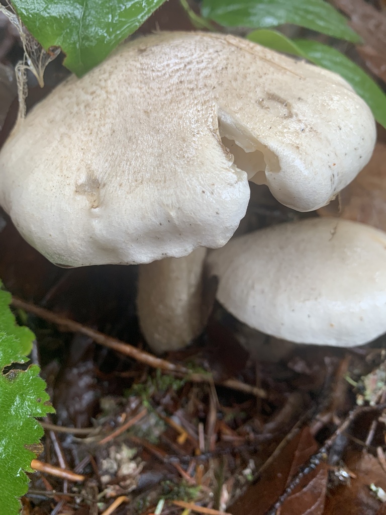 Tricholoma venenatoides