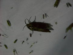 Prionoxystus robiniae