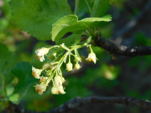 Bursera epinnata (Bursera epinnata)