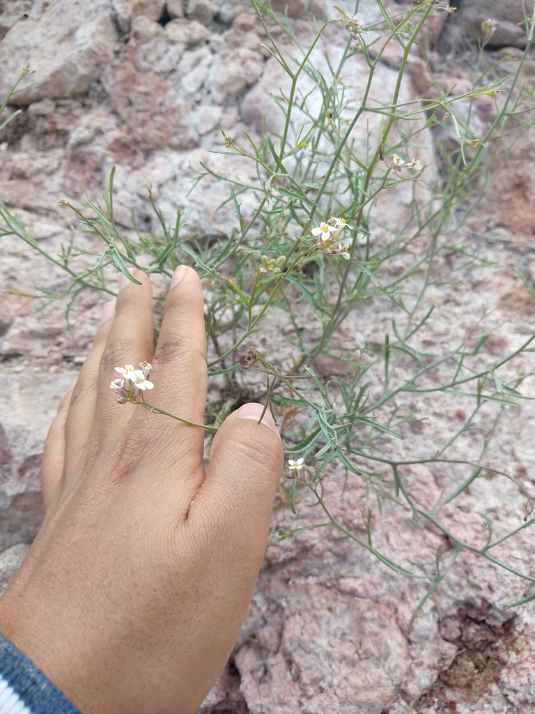 Mostacillastrum dianthoides