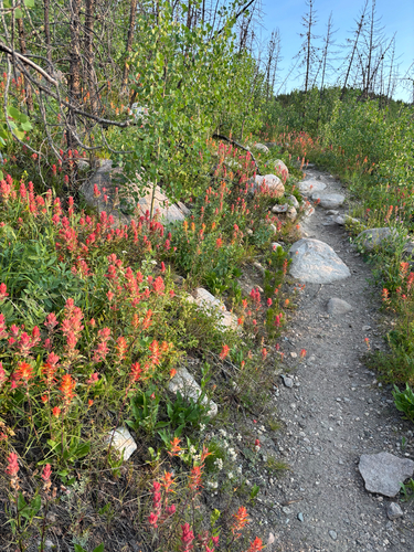 iNaturalist observation photo of scarlet paintbrush