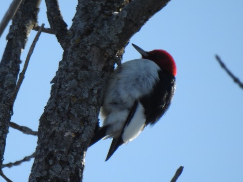 photo of Red-headed Woodpecker (Melanerpes erythrocephalus)