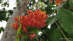 Saraca declinata