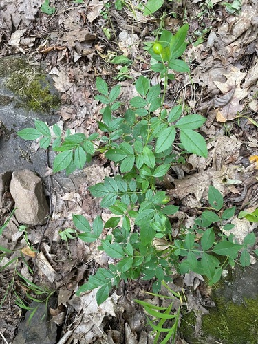 Carolina rose (Rosa carolina)