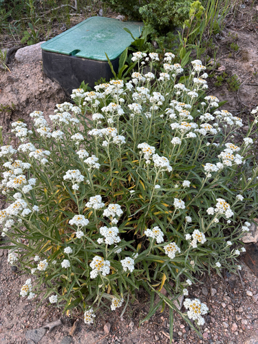 iNaturalist observation photo of pearly everlasting