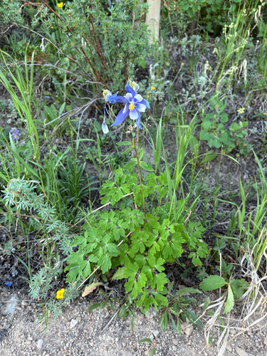 iNaturalist observation photo of blue columbine