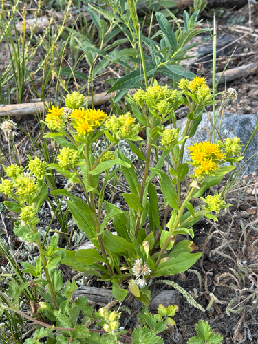 iNaturalist observation photo of Parry's goldenrod