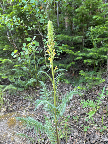 iNaturalist observation photo of giant lousewort