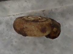 Helicodiscus