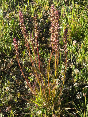 iNaturalist observation photo of Elephant's-Head lousewort