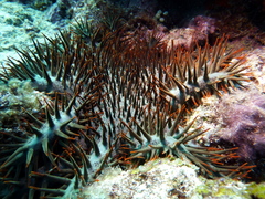 Acanthaster planci
