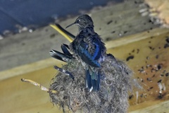 Oreotrochilus chimborazo