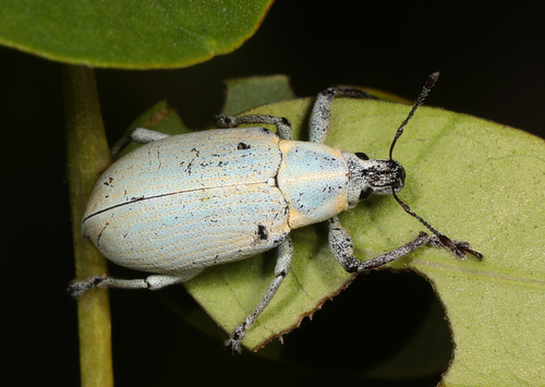 Blue-Green Citrus Root Weevil photo 4