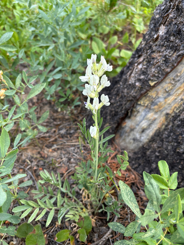 iNaturalist observation photo of White Point-vetch